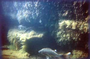 Percas en el Lago Mari menuco